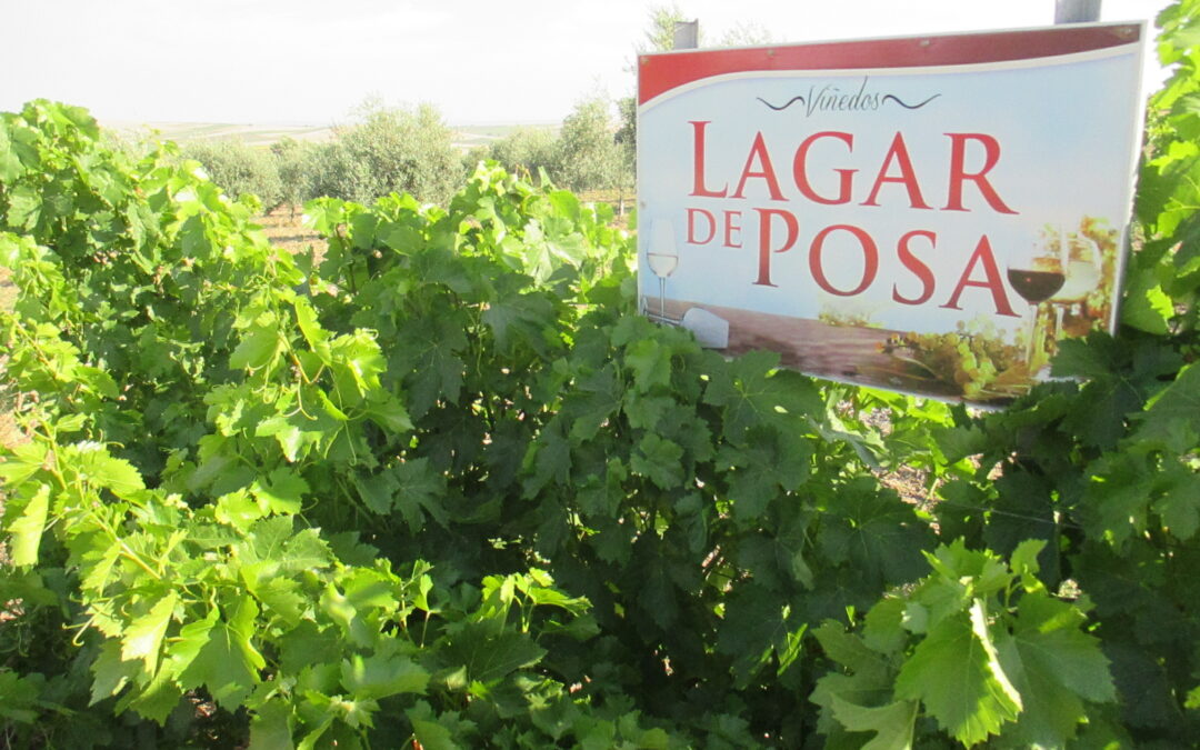 Bodegas “Lagar de Posa”, Vinos Marín