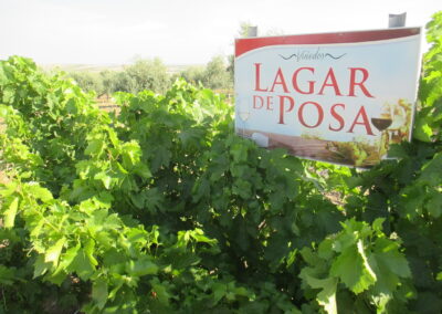 Bodegas “Lagar de Posa”, Vinos Marín