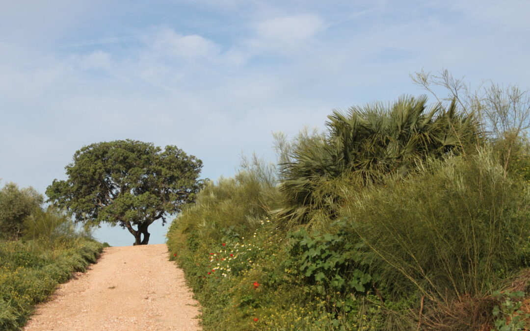 Ruta de las Veredas