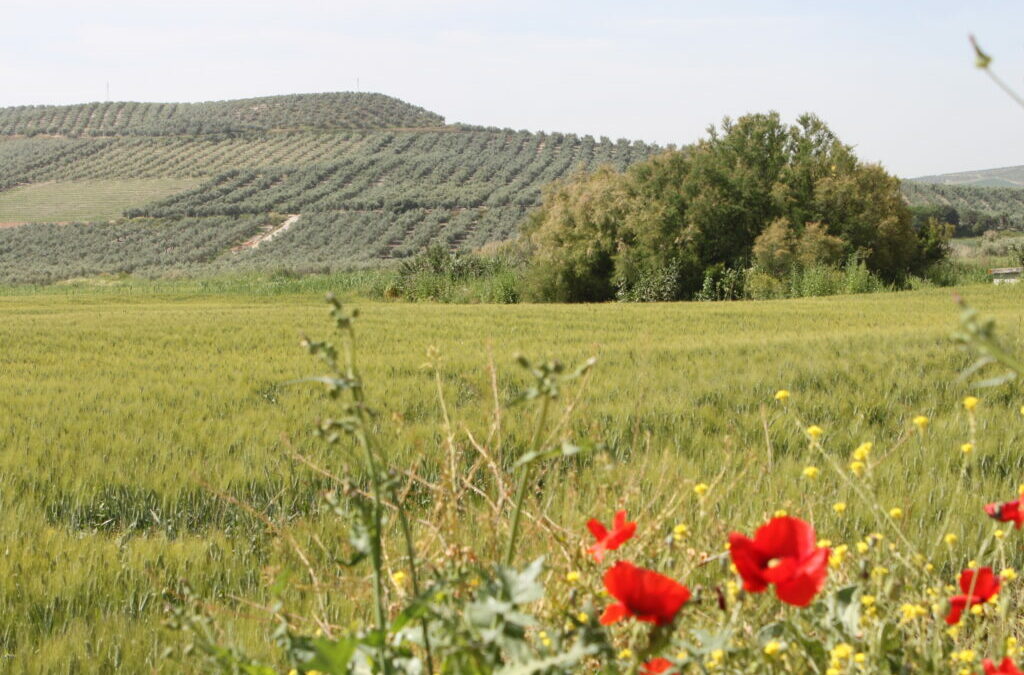 Ruta de los Vinateros