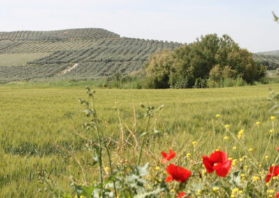 Ruta de los Vinateros